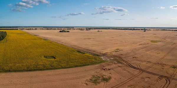 Aerial View Field Blooming Sunflowers Rye Agricultural Fields — Φωτογραφία Αρχείου