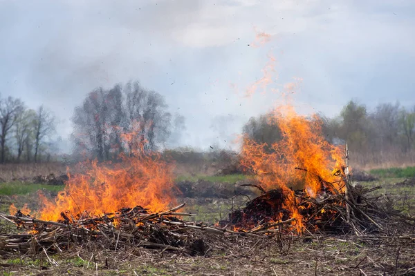 Burning corn stalks in the garden. Cleaning garden and burning old plants