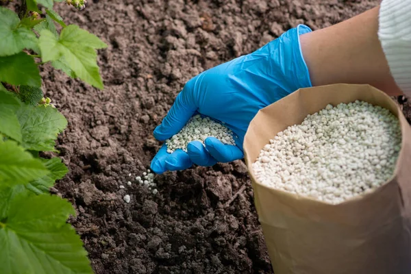 Gardener fertilizing plants with NPK fertilizer. Nourishing garden in Spring concept