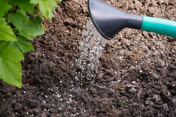 Dissolving Granulated Fertilizer Soil Water Fertilizing Bushes Concept — стоковое фото