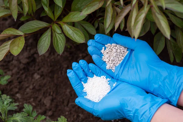 Hands of a gardener with two kinds of fertilizer near bushes of flowers. Fertilizing plants for better growing