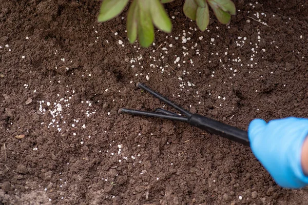 Mixing Soil Granulated Fertilizer Organic Garden Better Growing Plants Fertilising — стоковое фото
