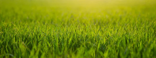 Wide photo of green winter wheat field under sun rays in the evening. Copy space background of fresh green grass against setting sun