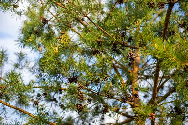 Many Cones Pine Tree Branches —  Fotos de Stock