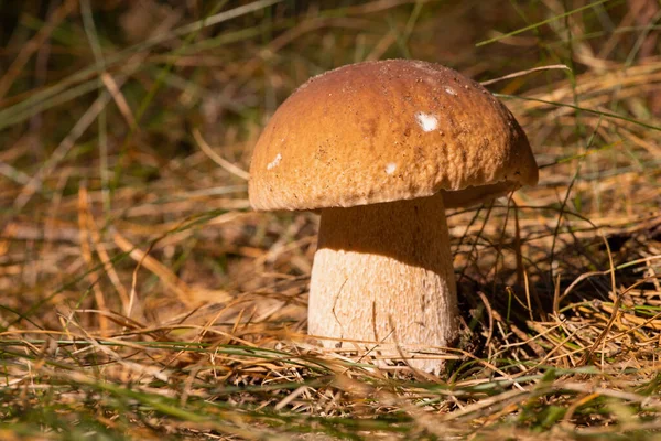 Big Beautiful Porcini Mushroom Growing Forest Edible Mushroom Lit Bright — Foto de Stock