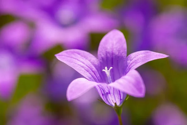 Beautiful macro shot of bell flower. Close-up photo of violet bell-shaped flower blooming in the field