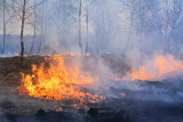 Дикий Вогонь Спалює Молоді Берези Лісова Пожежа Пошкоджує Навколишнє Середовище — стокове фото