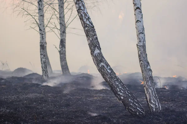 Великий Ліс Березових Дерев Повний Диму Обпалених Чорних Дерев Після — стокове фото