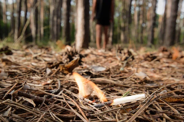 A man left a burning match in a coniferous forest. Burning bonfire in a forest may cause forest fire.