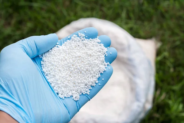 Mão Fazendeiro Luva Azul Segura Fertilizante Granular Branco Contra Gramado — Fotografia de Stock