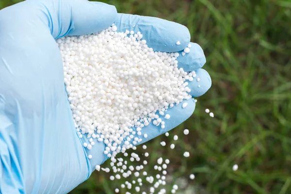 Hand Blue Glove Fertilizes Green Grass Fertilizing Lawn — Stock Photo, Image