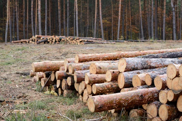 Trunks Big Old Pine Trees Cut Forest Logging Old Pine Royalty Free Stock Images