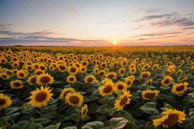 gün batımında çiçek açan ayçiçeği tarlası