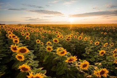 Akşamları batan güneşe karşı büyük ayçiçeği tarlasının çarpıcı manzarası