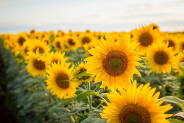 Parlak sarı ayçiçekleri Sonsuz tarlada açarlar akşamları
