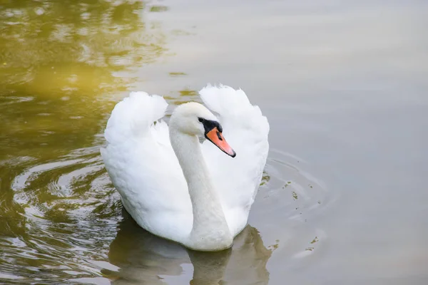 Witte Mooie Zwaan Zwemt Het Meer Kijkt Naar Camera — Stockfoto