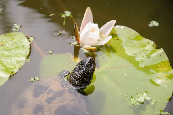 Funny small water turtle tries to get to the leaf of the lotus in pond