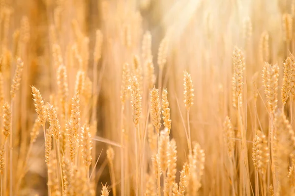 フレームの隅から来るフィールドと明るい太陽の光で行に成長している熟した小麦やライ麦の植物 — ストック写真