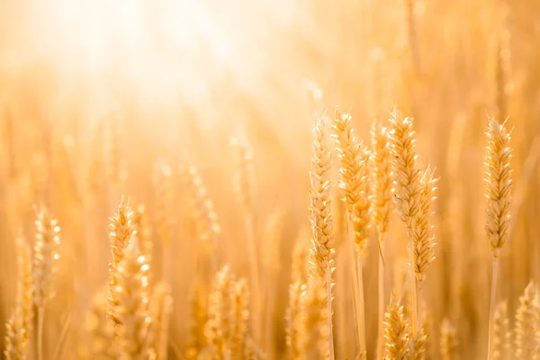 朝の明るい陽射しに対する穀物畑のゴージャス写真 — ストック写真