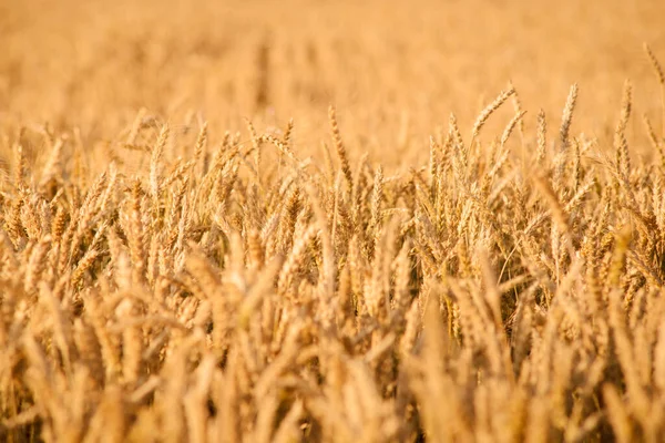 畑で収穫する準備ができている黄金の熟した小麦 — ストック写真