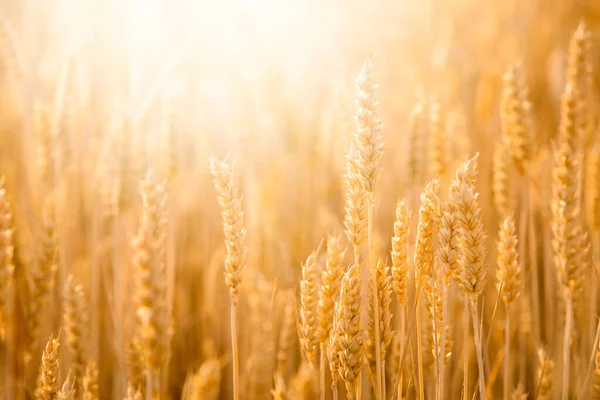 明るい日差しに対して黄金の熟した小麦 収穫前のコムギ畑の田園風景 — ストック写真