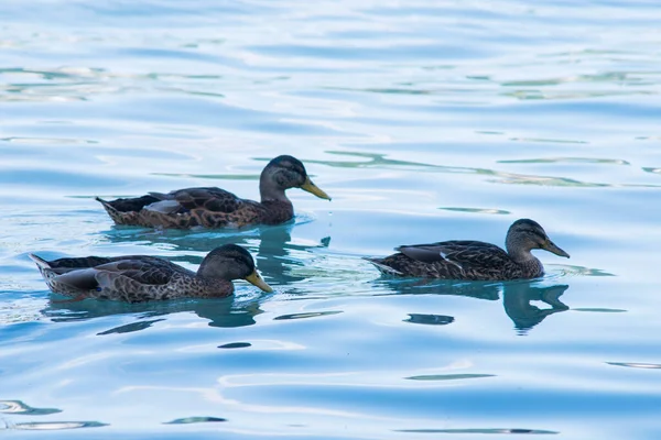 Ducks swimming in the river with clean-blue water