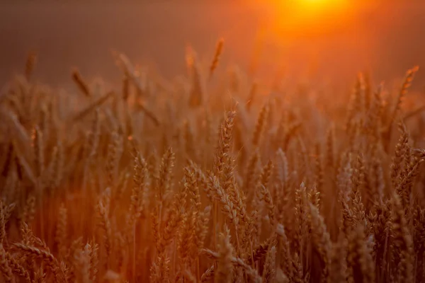 Rural Landscape Ripe Rye Rays Setting Sun — Stock Photo, Image