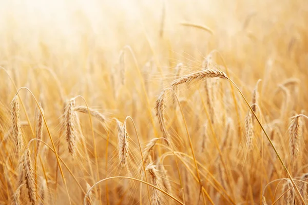 太陽の下で黄金の小麦のフィールドを閉じます 穀物農業 コピースペース付き夏の壁紙やバナー — ストック写真