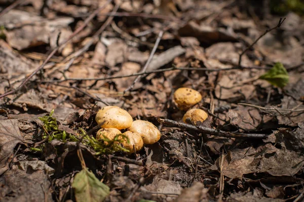 Champignons Chanterelles Poussant Sur Vieilles Feuilles Pourries Dans Forêt Automne — Photo