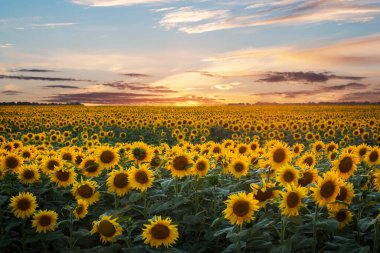 Yazın, gün batımından hemen sonra akşam gökyüzünün altında açan sarı ayçiçekleri. Ufuktaki sis; ön plandaki ayçiçeklerine odaklan.