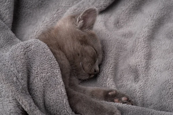 Gatinho Cinzento Dormir Gato Pequeno Bonito Que Tem Resto Cama — Fotografia de Stock