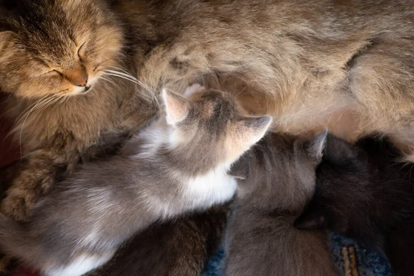 Anne Kedi Küçük Kediler Göğsünden Süt Içiyorlar Küçük Güzel Kedicikleri — Stok fotoğraf