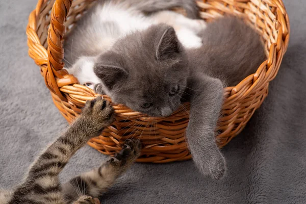 Küçük Kedicikler Oynuyor Birçok Küçük Kedi Bir Sepette Birbirleriyle Oynuyorlar — Stok fotoğraf