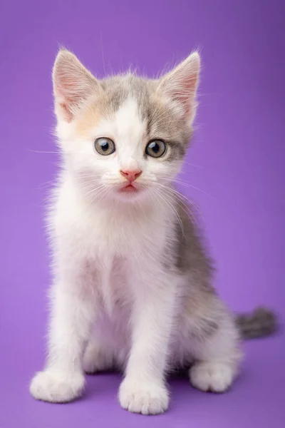 Mały Uroczy Kociak Studio Portret Pięknego Białego Kotka Plamkami Innego — Zdjęcie stockowe