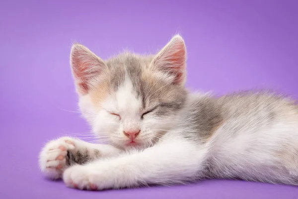 Biały Kotek Śpi Studio Ujęcie Małego Kotka Śpiącego Jasnym Fioletowym — Zdjęcie stockowe