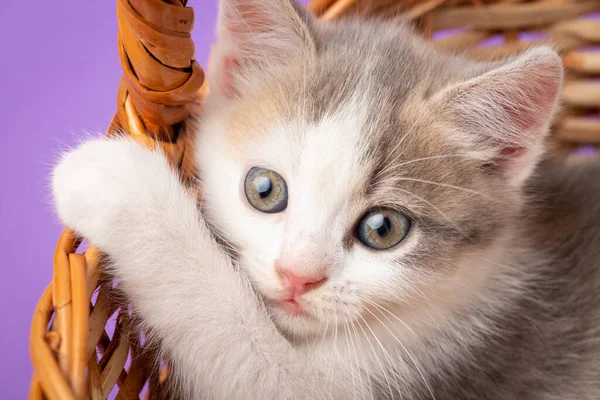 Vit Kattunge Ser Rädd Vacker Katt Som Leker Korg — Stockfoto
