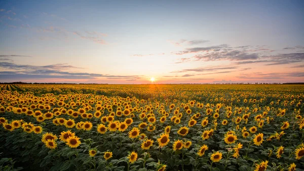 Letni Krajobraz Żółtych Słoneczników Pod Kolorowym Niebem Natura Krajobraz Koncepcja — Zdjęcie stockowe