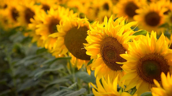 Filas Hermosos Girasoles Dorados Iluminados Por Sol Imagen Verano Agricultura — Foto de Stock