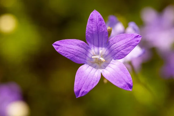 Макроснимок Колокольчиков Зеленом Фоне Фиолетовый Цветок Поле Летом Крупный План — стоковое фото