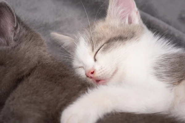 Zbliżenie Zdjęcia Małego Kotka Śpiącego Obok Jej Brata Przytulającego Ładne — Zdjęcie stockowe