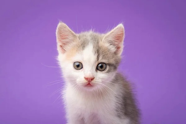 Portret Małego Białego Kotka Fioletowym Tle Słodkie Mały Kotek — Zdjęcie stockowe