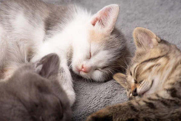 Três Gatos Cores Diferentes Dormindo Juntos Pequeno Irmão Irmã Gatinhos — Fotografia de Stock