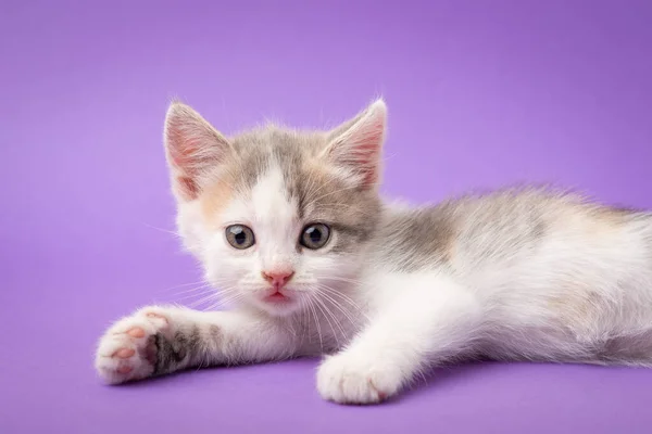 Relaksujący Mały Biały Kociak Kładzenie Studio Fioletowy Tło Słodkie Mały — Zdjęcie stockowe