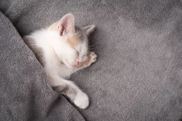 Gatinho Branco Coberto Com Cobertor Cinza Dormindo Gato Recém Nascido — Fotografia de Stock