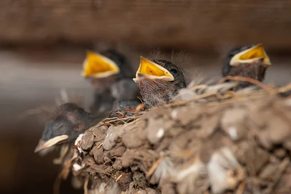 Familie Junge Schwalbenvögel Nest Öffnen Ihr Maul Und Warten Darauf — Stockfoto