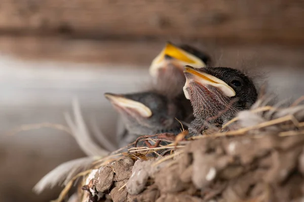 Photo Three Newborn Swallow Birds Nest Little Birds Yellow Mouths — Stock Photo, Image