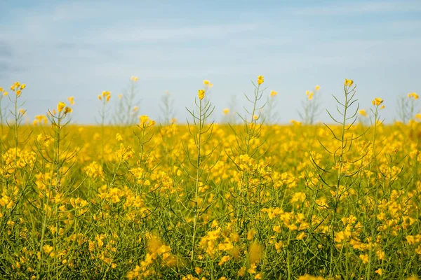 Eindeloos Veld Van Bloeiende Koolzaad Landbouw Close Foto Van Bloeiende — Stockfoto