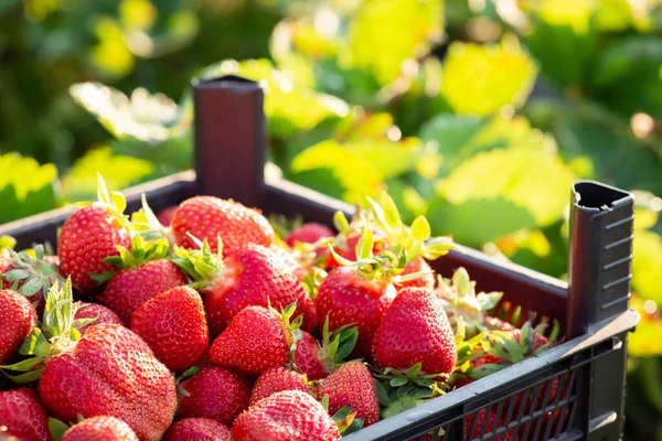 Fraise Dans Récipient Plastique Contre Feuillage Fraise Récolte Fraises — Photo