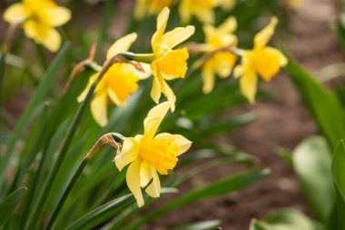 Çiçek tarlasında çiçek açan parlak narsistler. Narcissus arka planı