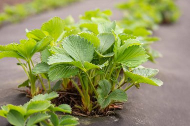 Çiftlikteki büyük bir çilek çalısının yakın plan çekimi. Çilek baharda büyümeye başlar.